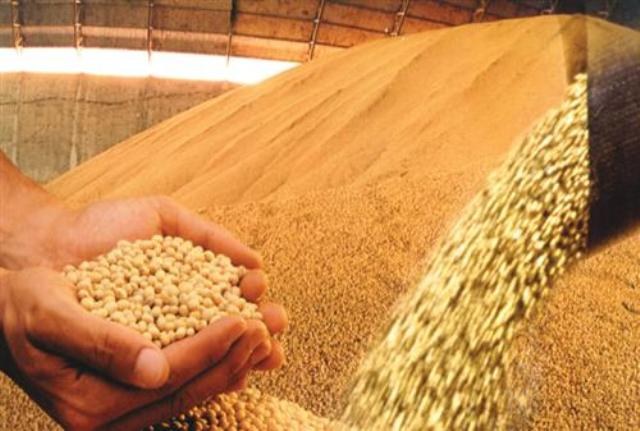 Jornal paranaense mostra que Rondônia abre caminho para soja transgênica de MT