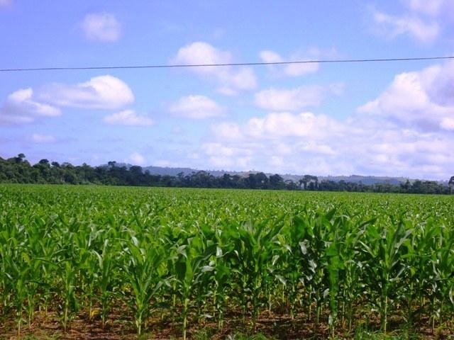 Agricultores do Cone Sul começam a aderir à soja e ao milho transgênicos 