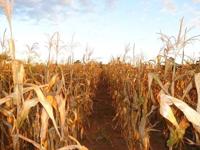 Agricultores do interior do Cone Sul ainda estão colhendo o milho safrinha