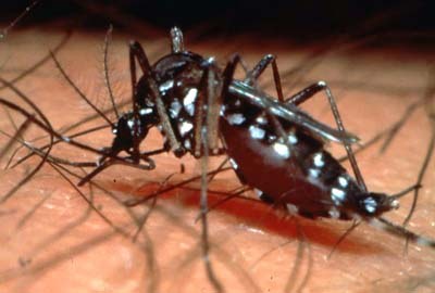 DENGUE MATA 6 EM CIDADE RONDONIENSE