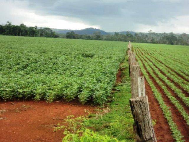 Cidade do Cone Sul avança para se consagrar como “polo do grão” em RO