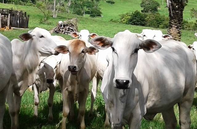 Furtos de gado atormentam pecuaristas do Cone Sul; último foi esta semana em Colorado do Oeste