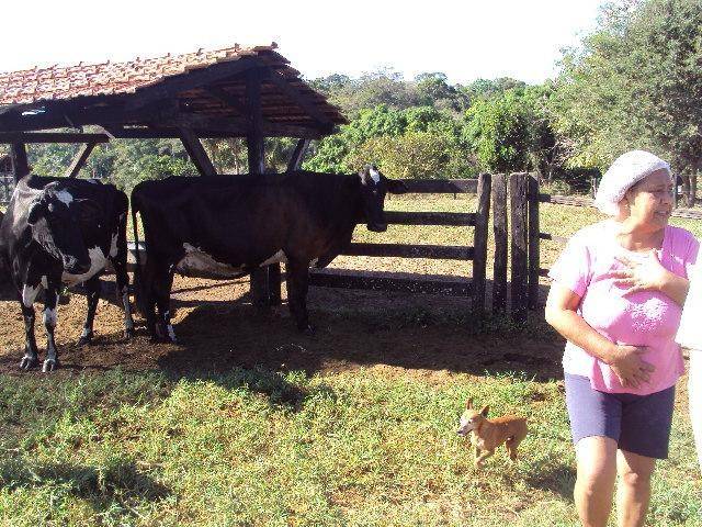 LEITE EM PERIGO: BAIXO PREÇO E DESORDEM PODEM LEVAR A QUEDA DE 40%