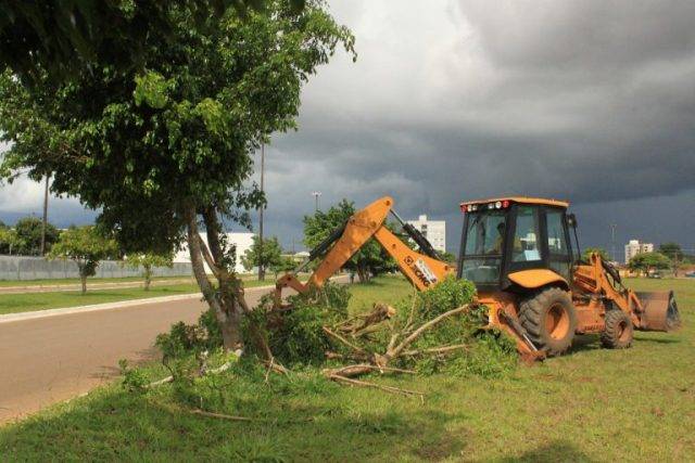 Câmara vai plantar 80 árvores durante reforma de suas instalações; Ficus atuais estão sendo retiradas