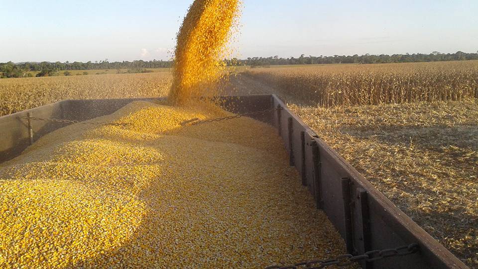 Com alta na produtividade e preço bom, começa colheita do milho na região de Cerejeiras