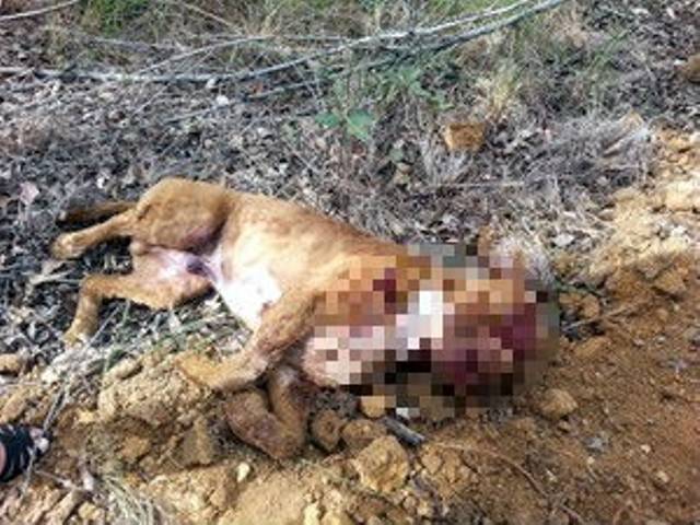 Fera solta: morador aciona Polícia Militar e pit Bull é abatido a tiros após ataques nas ruas de Vilhena