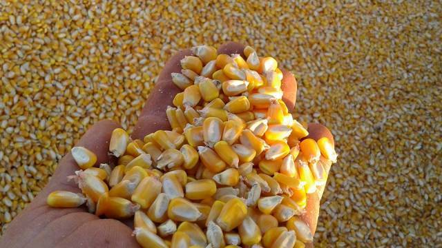 De olho no clima e na briga dos EUA com a China, agricultores começam colheita de milho na região de Cerejeiras