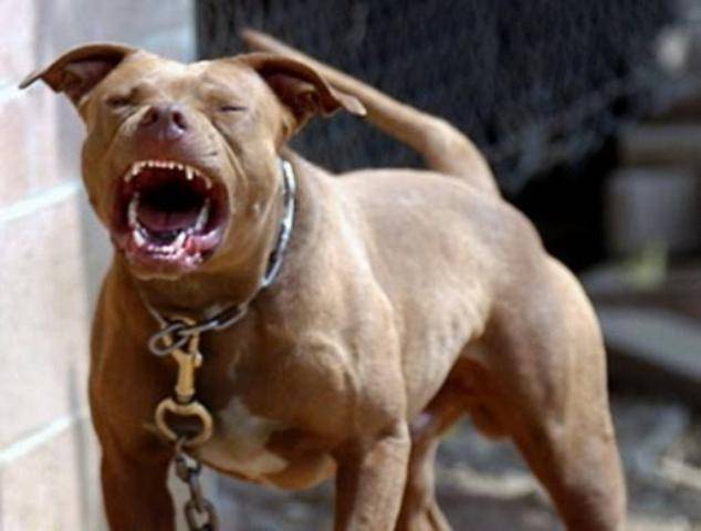 Com filhos ameaçados por pit bull no quintal, homem mata animal a tiros e aciona a polícia