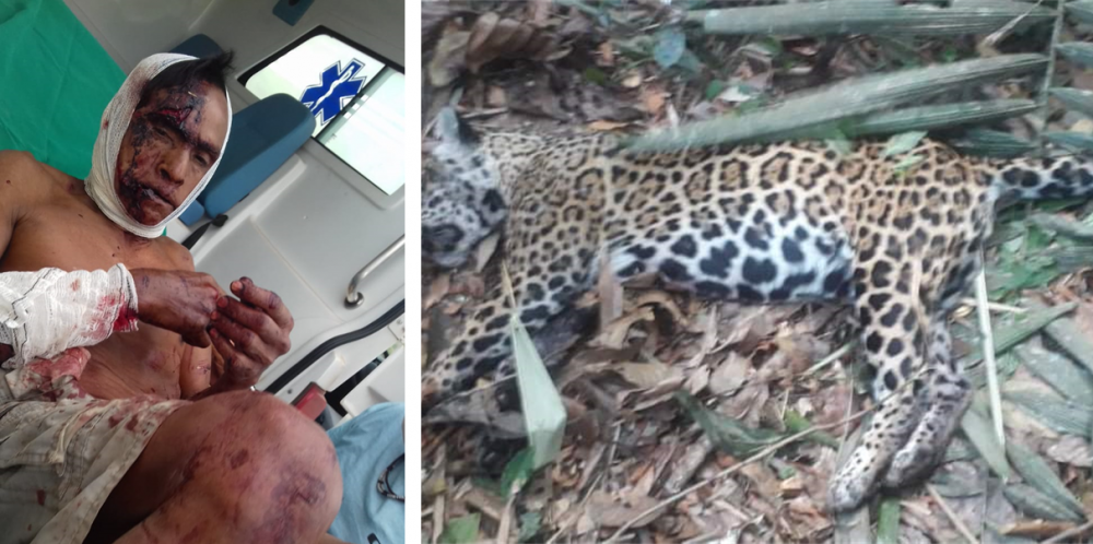 Traumatizado após ataque de onça no Cone Sul, indígena de 67 anos que abateu felino não sai mais de casa para caçar