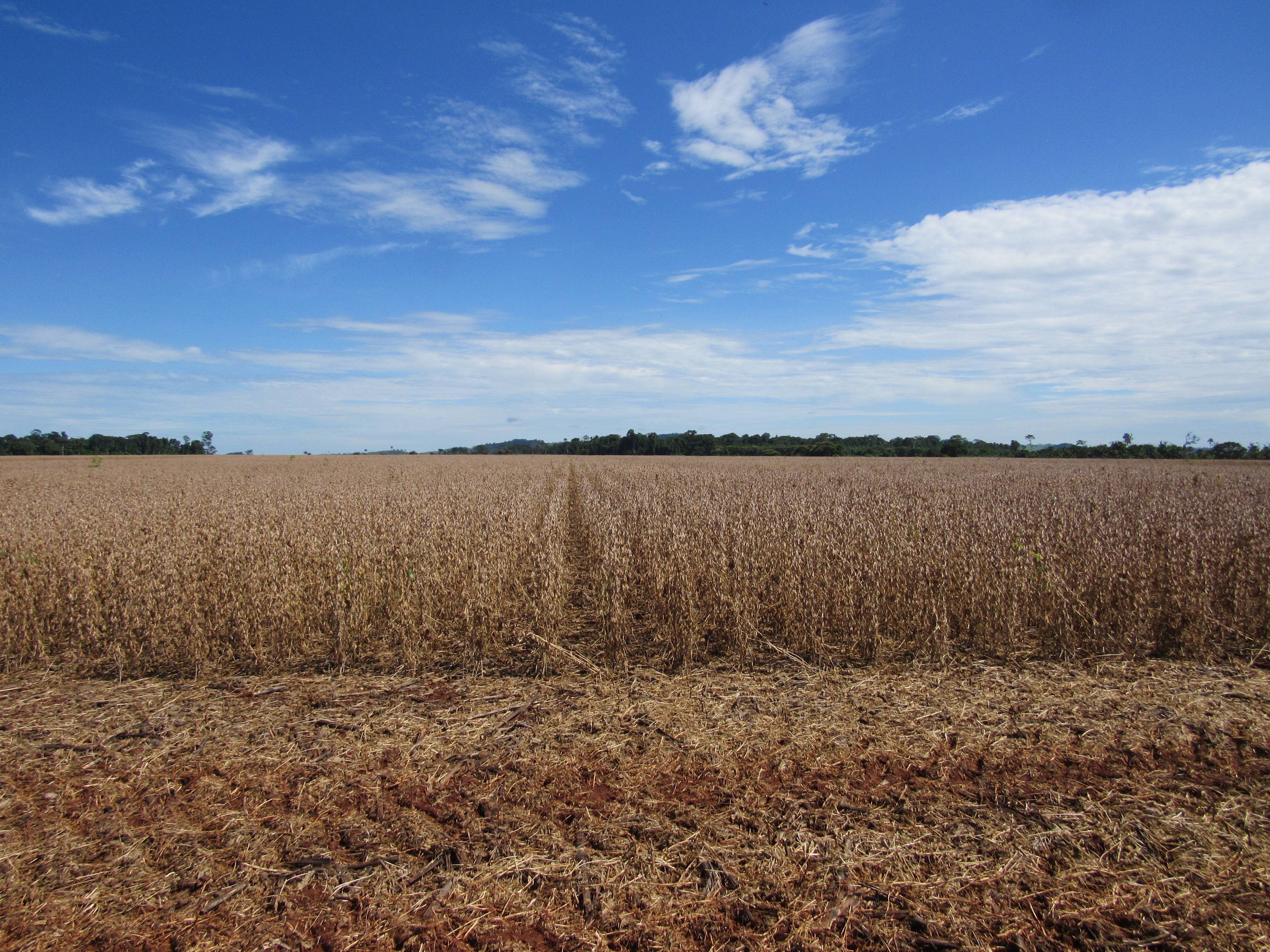 Colheita da soja termina com média de produtividade superior a 70 sacas por hectare e safra reflete no comércio em Cerejeiras