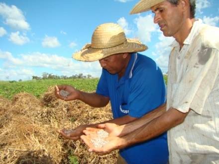 Sementes de feijão começam a ser distribuídas aos produtores pela Emater