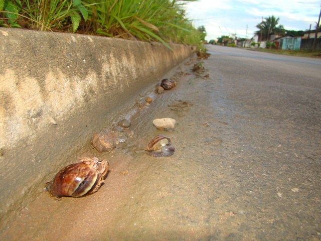Caramujos africanos proliferam em terreno abandonado no centro de Vilhena