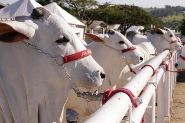 Animais comprados em leilões entram em RO por Vilhena e preocupam Idaron