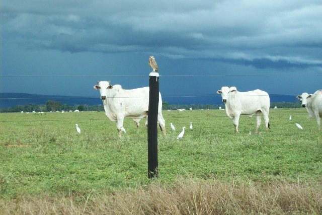 Justiça leiloa fazenda de megapecuarista e ajuda prefeitura do Cone Sul