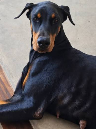 Cachorro perdido